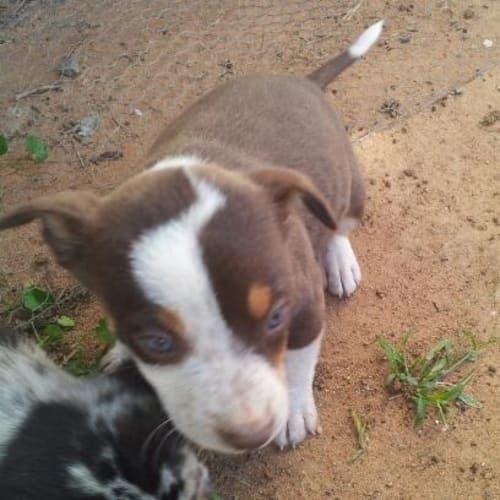 Logan Adoption Pending