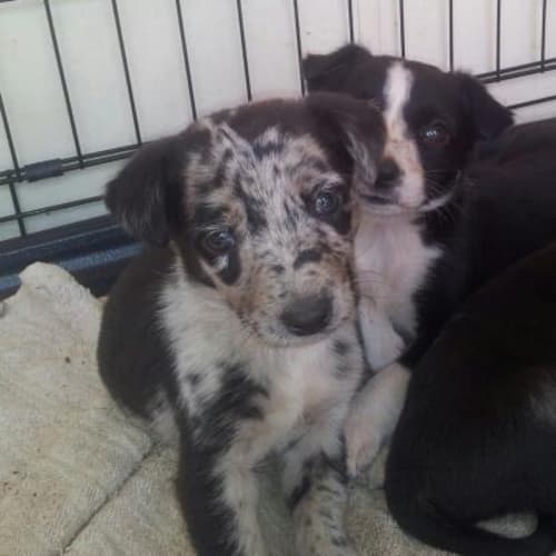 Mason Adoption Pending