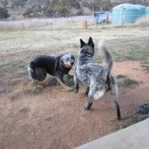 Scarlett - On Trial!