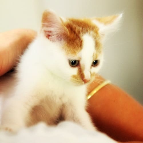 Captain Crunch - On Trial in His New Home!