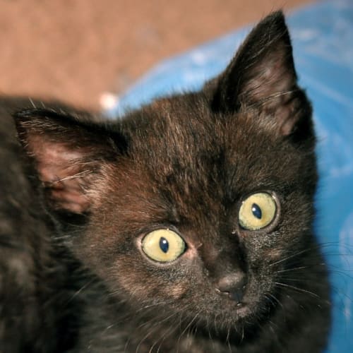 Jiji