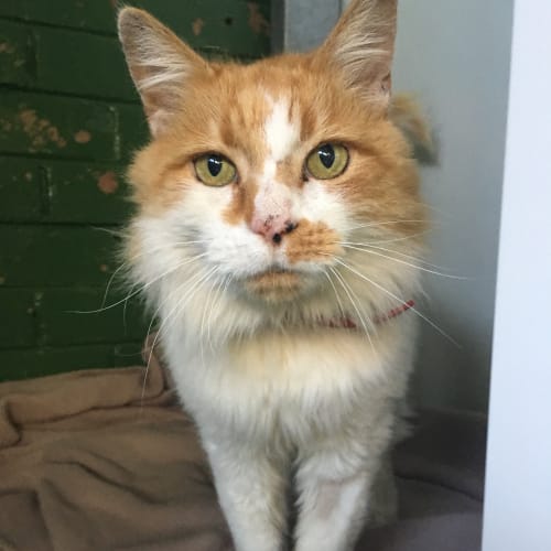 Samson ID35882