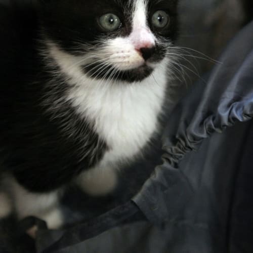 Pegasus - On Trial in His New Home!