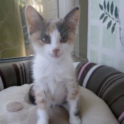 Lois