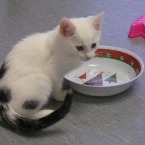 Domino