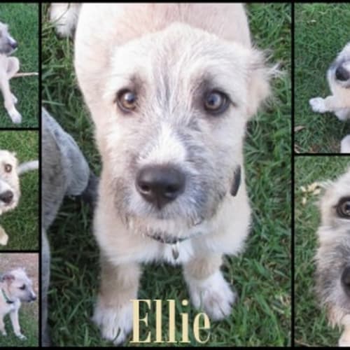 Adoption Pending.....Ellie