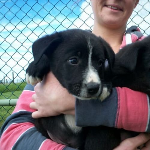 Shep X Rottie X Border Collie??