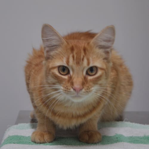 No photo for Othello The Handsome Is Now Urgent At The Pound