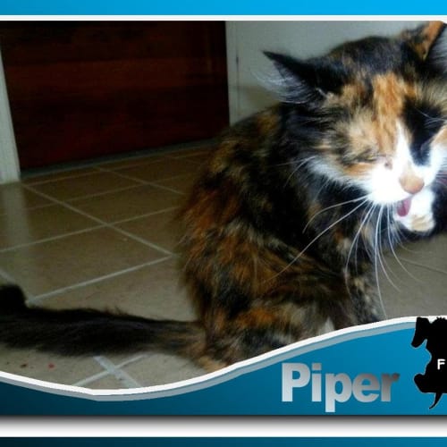 Piper