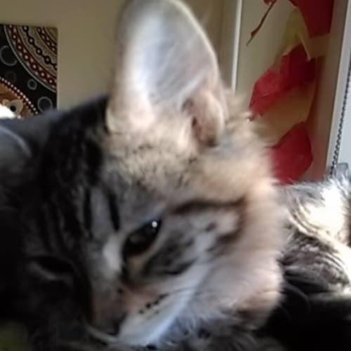 Ivy (Meet Me At Petstock - Eltham)