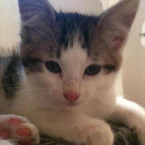 Merlin