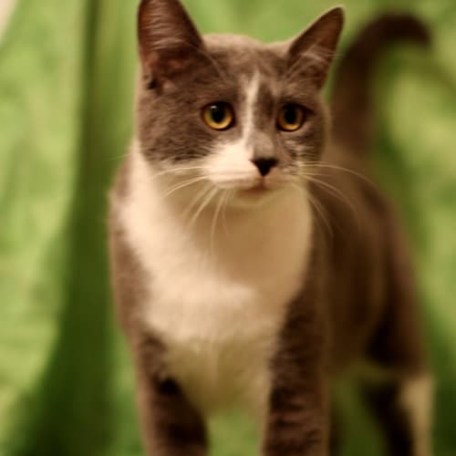 No photo for Pound Cats | Julie