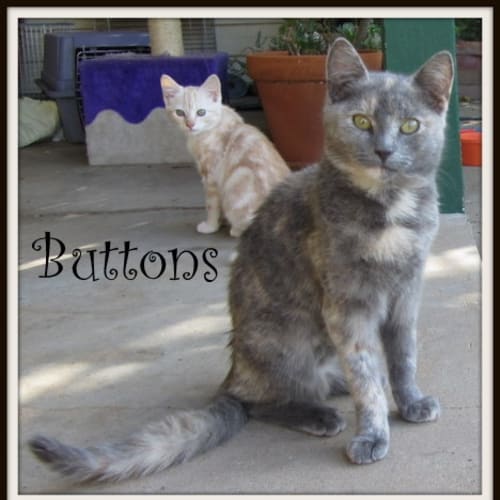 Buttons