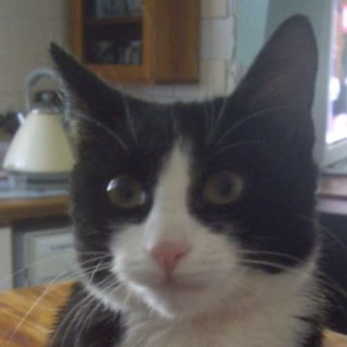Paddy