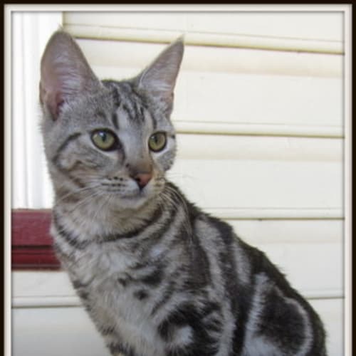 Selina - Adoption Pending