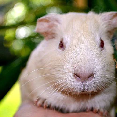 Naomi (Must Be Adopted With Fidelity)