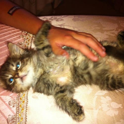 No photo for Pepper
