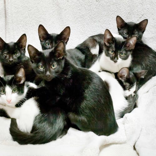 Kittens