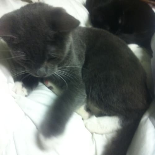 No photo for Blue Adopted