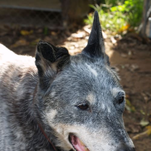 No photo for Bluey