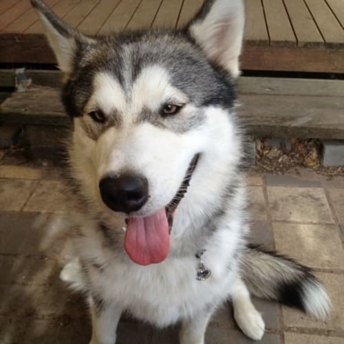 No photo for Mojag **Trialling A New Home**