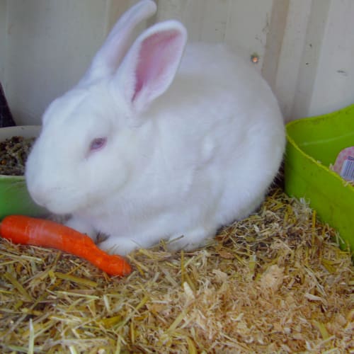 Merlin