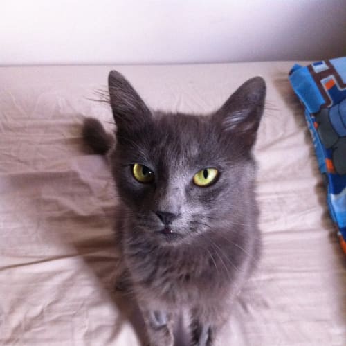 No photo for Yvette **Adoption Pending**