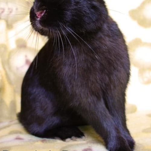 Bruno - Desexed and Vaccinated