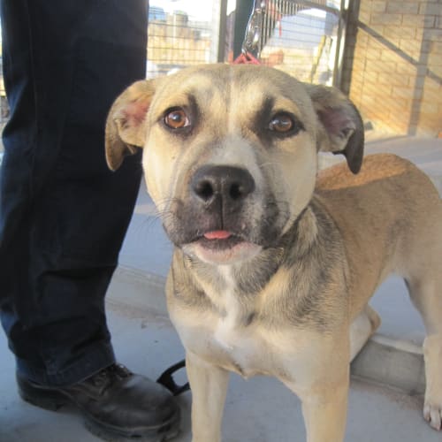 Staffie X Husky