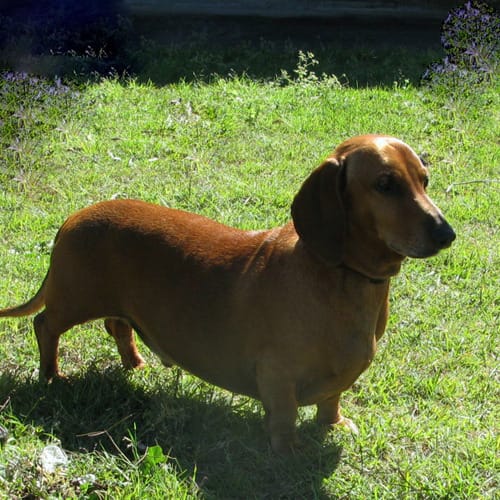 Rufas