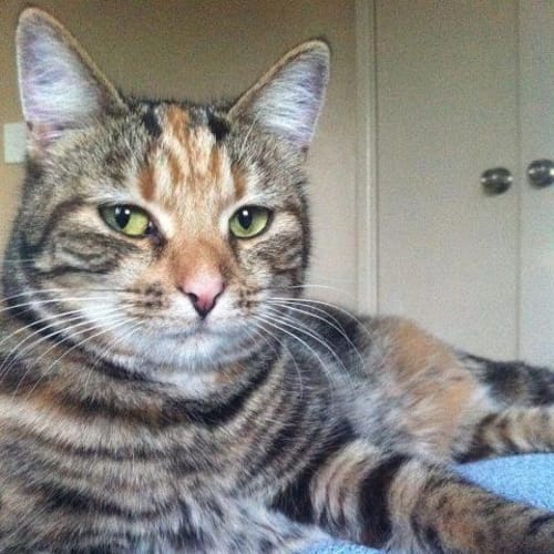 No photo for Cleo