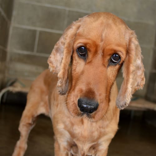 No photo for Amber **On Trial In Her New Home**