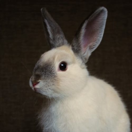 Parisienne -Desexed and Vaccinated -On Hold