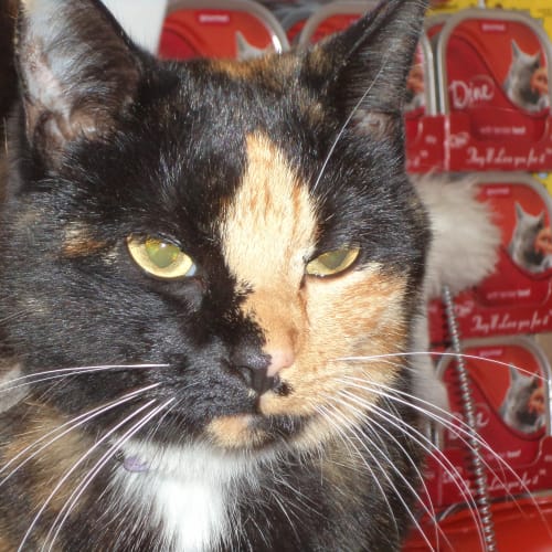 Pippa - On Hold