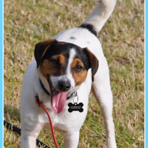 Toby (On Trial 24/11/12)