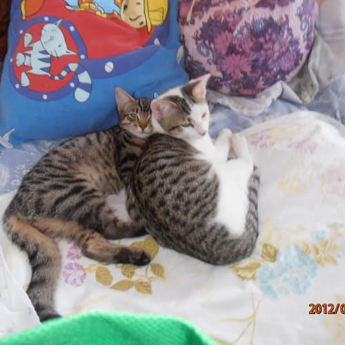 Kittens Kittens Kittens