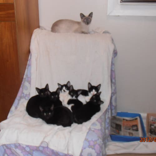 4cross Siamese Kittens