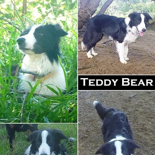Teddy Bear