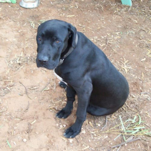 Boofmeister Benson * No More Applicants Please