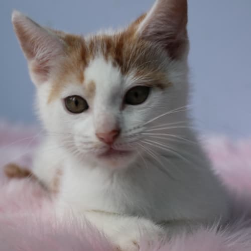 Tino ( Adoption Pending )