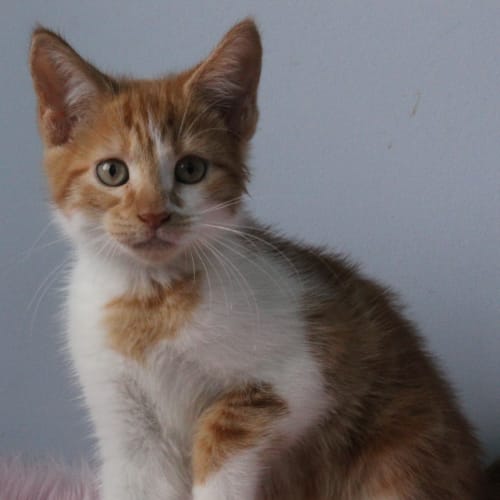 Samantha ( Adoption Pending )