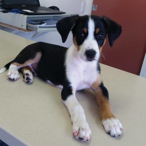 Obi *Adoption Pending*