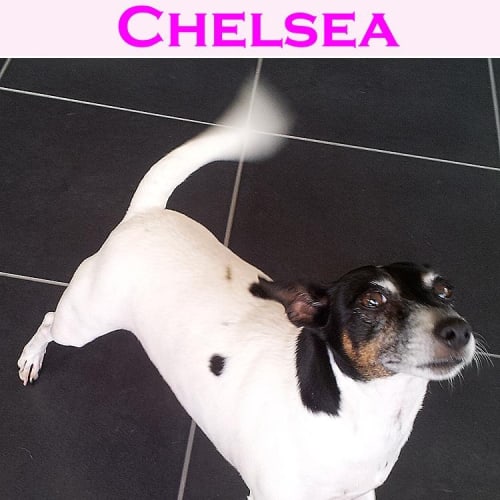No photo for Chelsea