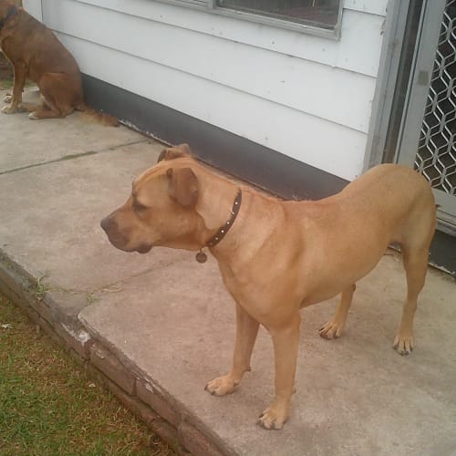No photo for **Adopted To A Wonderful New Home** Gibson
