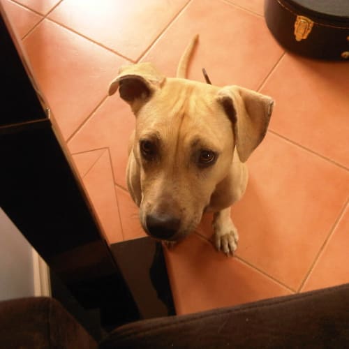 No photo for **On Trial In My New Home** Bailey