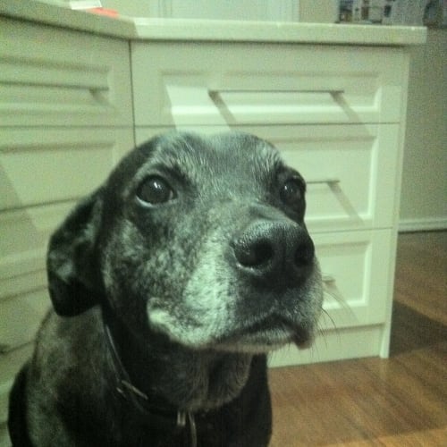 Tango Hd043 * On Trial*