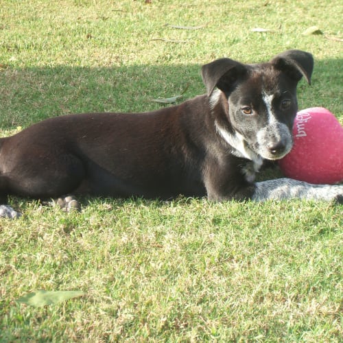 No photo for Zeus ***Adopted***