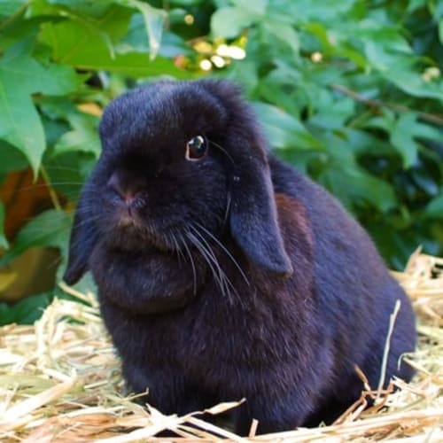 Oprah -Desexed and Vaccinated