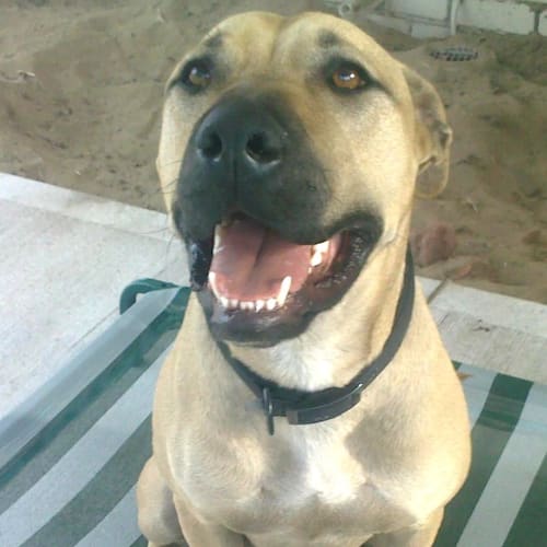 No photo for Rex Need Foster For This Beautiful Boy