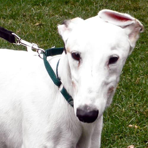 Bruce - Checking Out My New Home